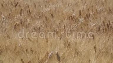 黄金麦田。 美丽的风景。 草甸麦田成熟穗的背景。 夏季